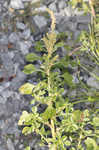 Purple amaranth